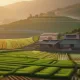 단양, 마늘 향기 가득한 농촌의 변화와 포용의 가치를 더하다